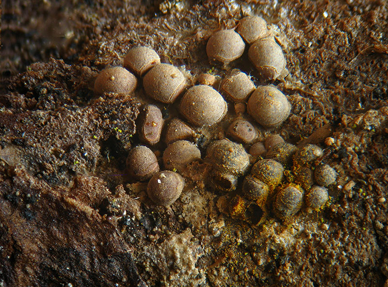 Perichaena corticalis